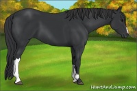 Horse Color:Black 