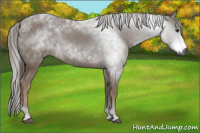 Horse Color:Gray Chestnut 