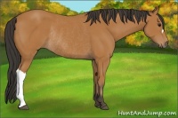 Horse Color:Bay Rabicano 
