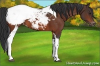 Horse Color:Bay Tobiano Appaloosa 