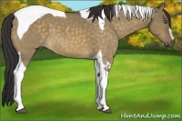 Horse Color:Buckskin Dun Sabino Tobiano 