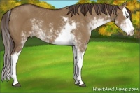 Horse Color:Liver Red Dun Sabino Splash 