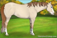 Horse Color:Gold Champagne Dun Sabino Splash 