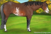Horse Color:Bay Sabino 
