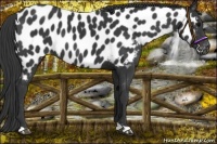 Horse Color:Black Near Leopard 