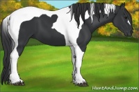 Horse Color:Black Tobiano