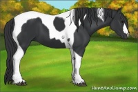 Horse Color:Black Tobiano 