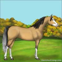 Horse Color:Bay Dun Splash 