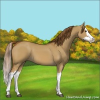 Horse Color:Red Dun Splash 