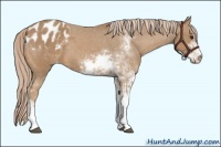 Horse Color:Palomino Sabino Appaloosa 