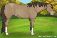 Horse Color:Classic Champagne Roan 