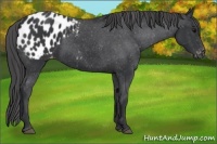 Horse Color:Black Appaloosa 