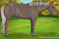 Horse Color:Silver Black Appaloosa 