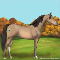 Horse Color:Sable Champagne 