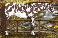 Horse Color:Liver Chestnut Frame Appaloosa 
