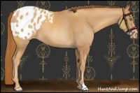 Horse Color:Gold Champagne Appaloosa