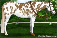 Horse Color:Chocolate Palomino Sabino Splash Near Leopard 