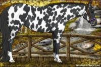 Horse Color:Black Near Leopard 