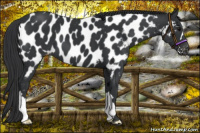 Horse Color:Black Near Leopard 