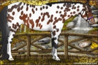 Horse Color:Brown Appaloosa