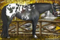 Horse Color:Black Appaloosa