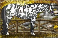 Horse Color:Black Appaloosa 