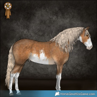 Horse Color:White Spotted Chocolate Palomino