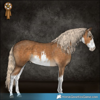 Horse Color:White Spotted Chocolate Palomino