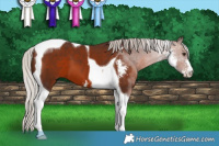 Horse Color:Silver Brown Sabino Tobiano