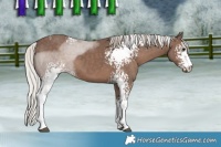 Horse Color:White Spotted Silver Black Tobiano 