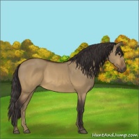 Horse Color:Buckskin Dun 