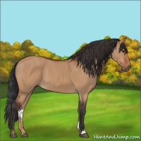 Horse Color:Bay Dun