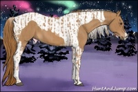 Horse Color:Chestnut and Chestnut Tobiano