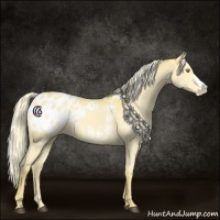 Horse Color:Palomino Appaloosa
