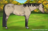 Horse Color:Bay Ice Dun 