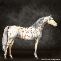 Horse Color:Palomino Near Leopard  and Gray Palomino Near Leopard 