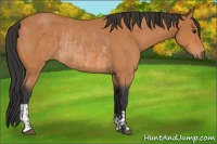 Horse Color:Bay and Bay Rabicano