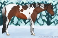 Horse Color:Bay Tobiano 