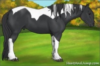 Horse Color:Black Tobiano