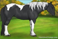 Horse Color:Black Tobiano 
