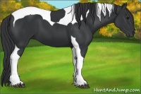 Horse Color:Black Tobiano 