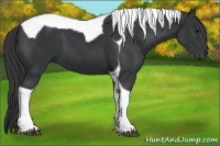 Horse Color:Black Tobiano