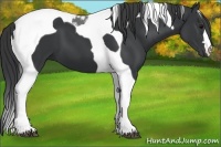 Horse Color:Black Tobiano 