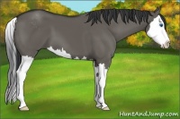 Horse Color:Grullo Sabino Splash
