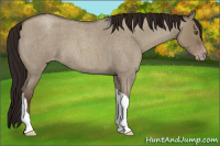 Horse Color:Gray Classic Champagne Roan Dun Tobiano Appaloosa 