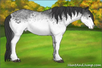 Horse Color:White Spotted Black Rabicano