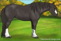 Horse Color:Smoky Black 