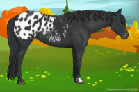 Horse Color:Black Appaloosa