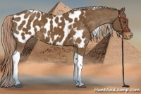 Horse Color:Chocolate Palomino Tobiano Near Leopard 