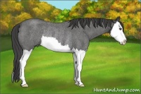 Horse Color:Smoky Blue Roan Splash Rabicano 